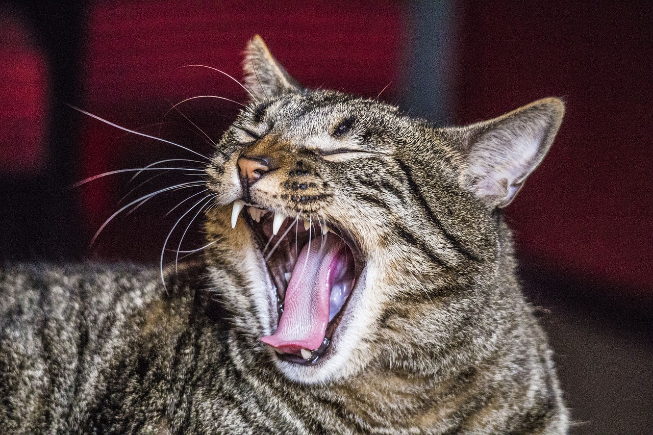 cat yawn fangs free photo