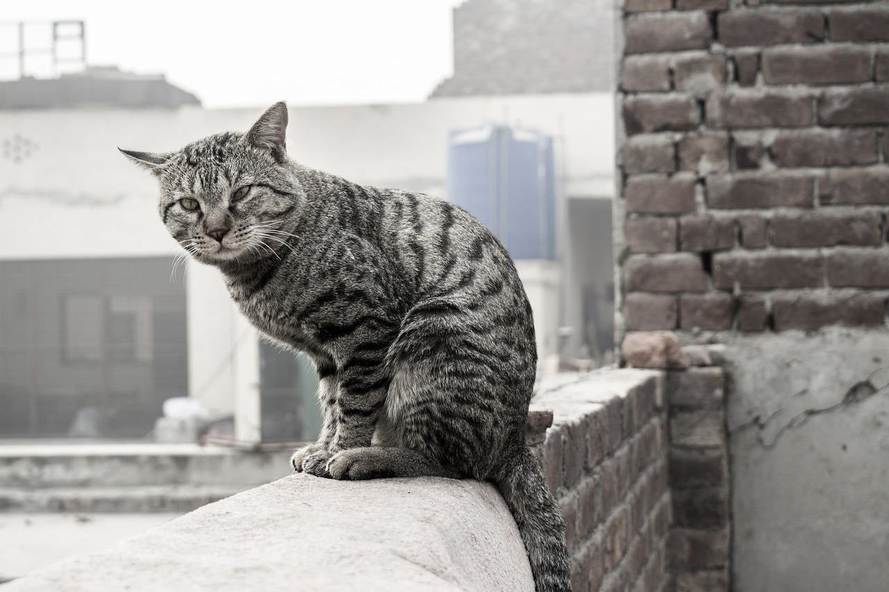 cat cat on wall cat wall free photo