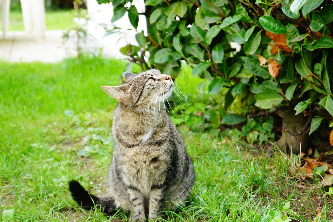 cat meadow domestic cat free photo