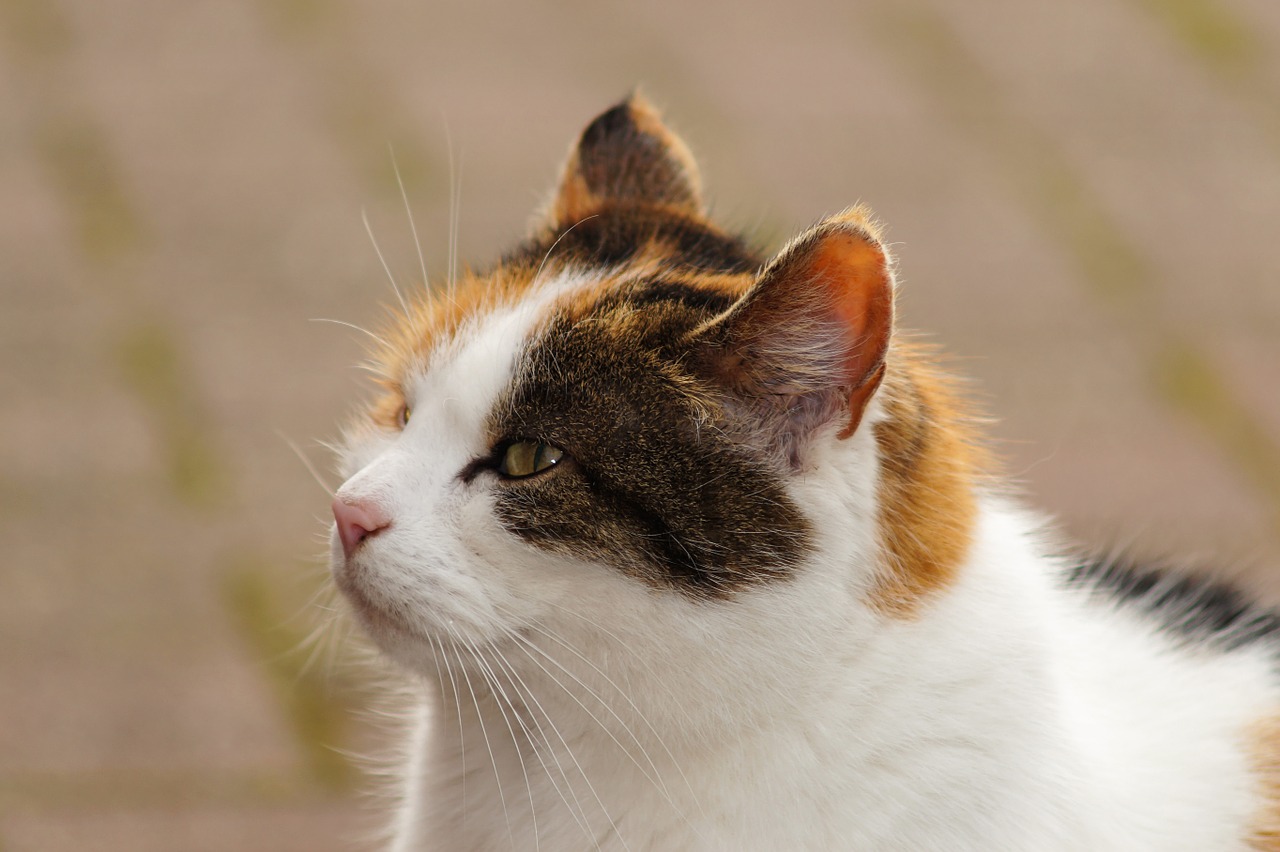 cat head portrait free photo