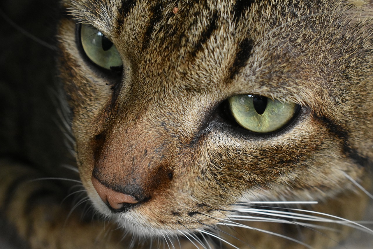 cat eyes whiskers free photo