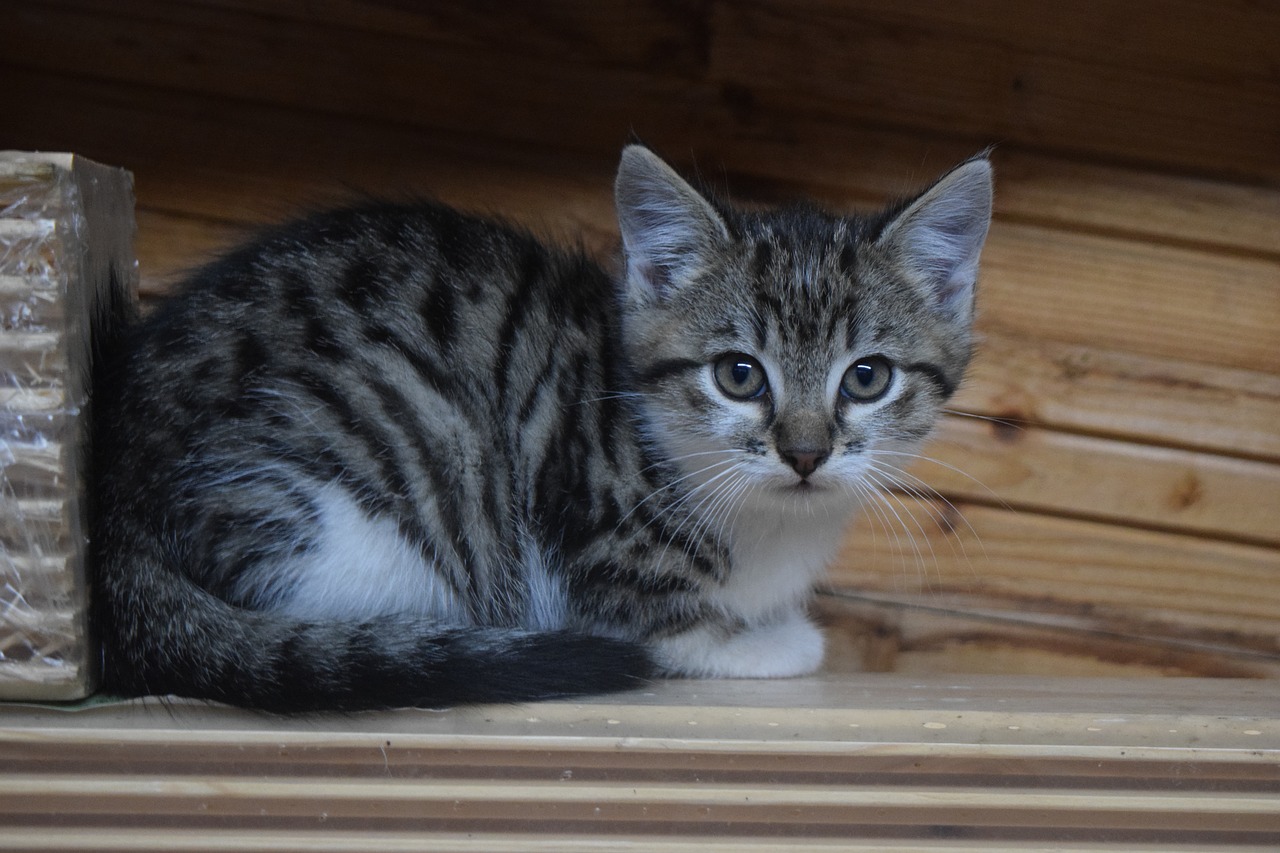 cat domestic cat kitten free photo