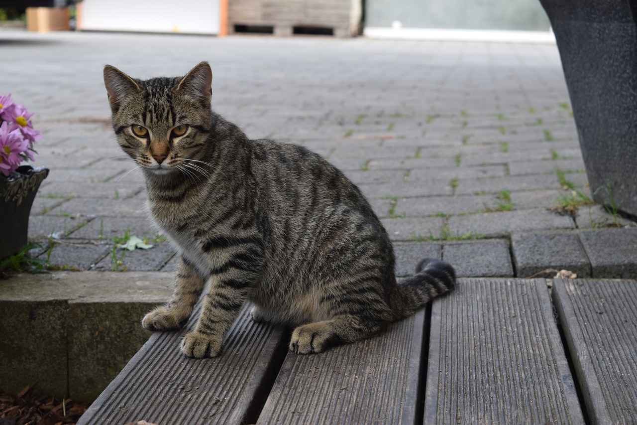 cat domestic cat young cat free photo