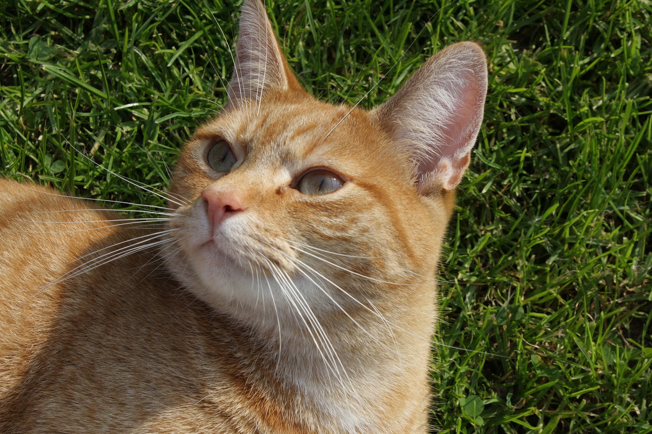 cat eyes domestic cat free photo