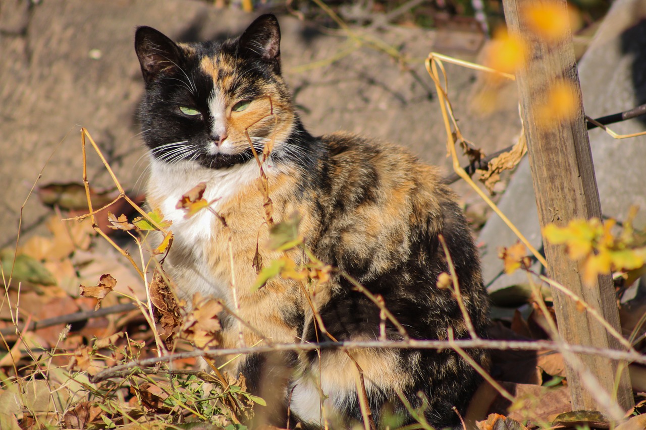 cat nature autumn free photo