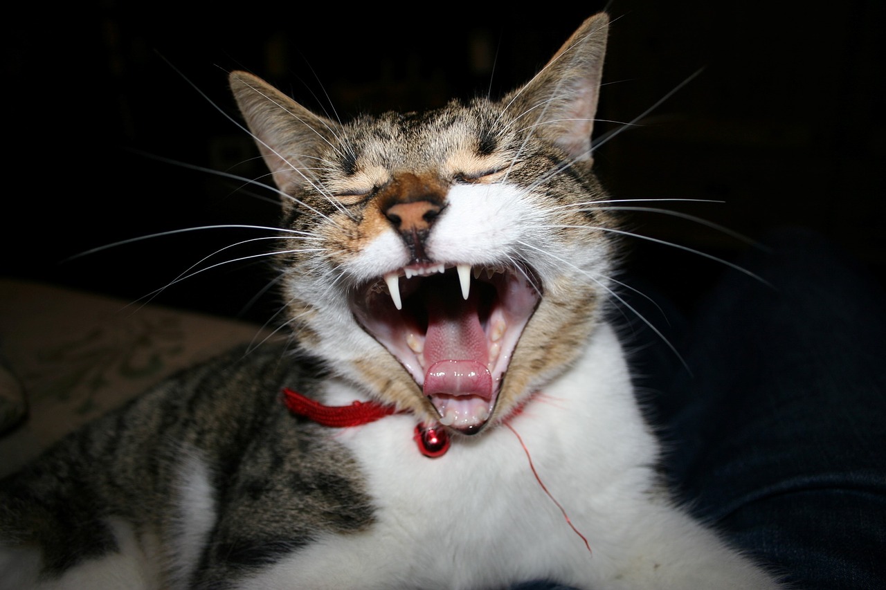 cat yawning close-up free photo