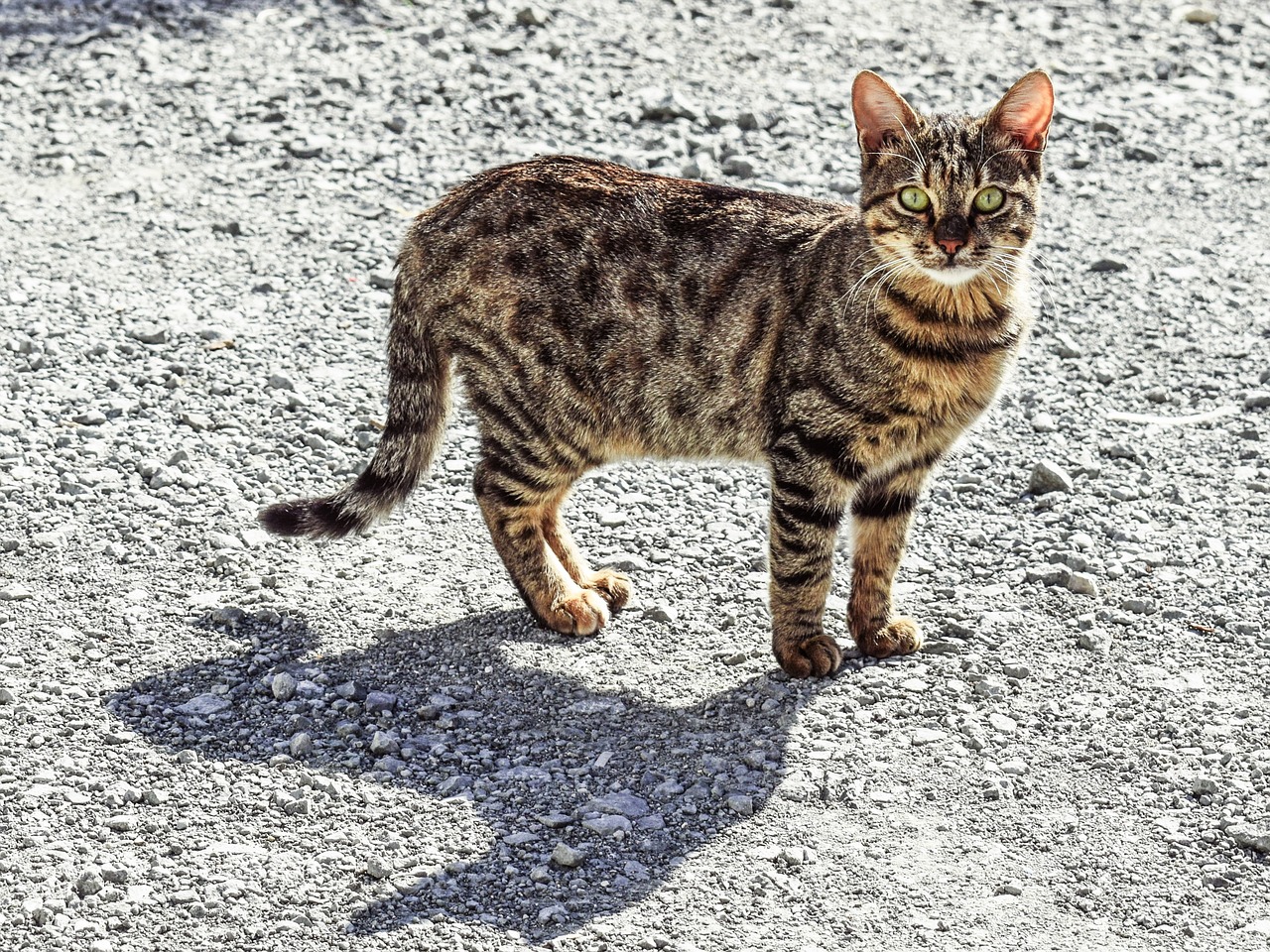 cat stray tabby free photo