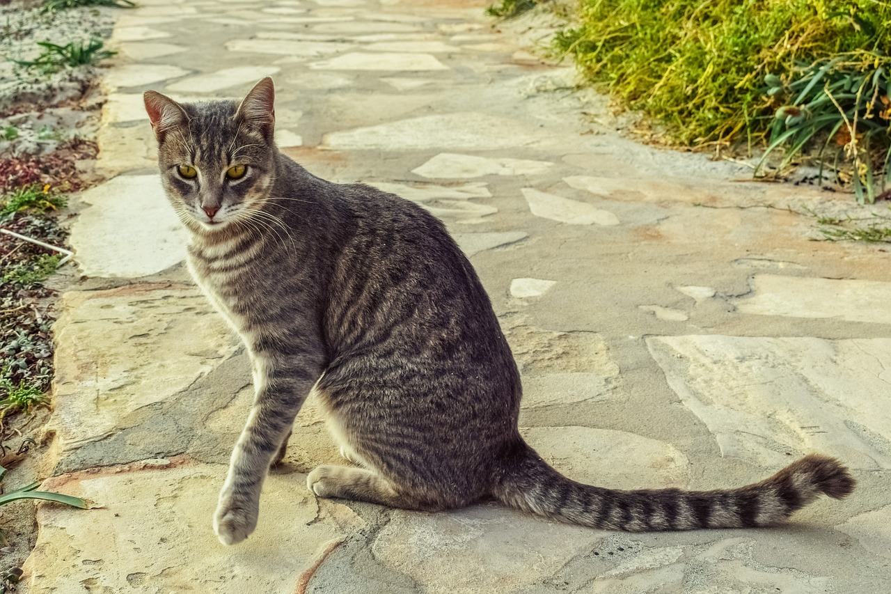 cat stray tabby free photo