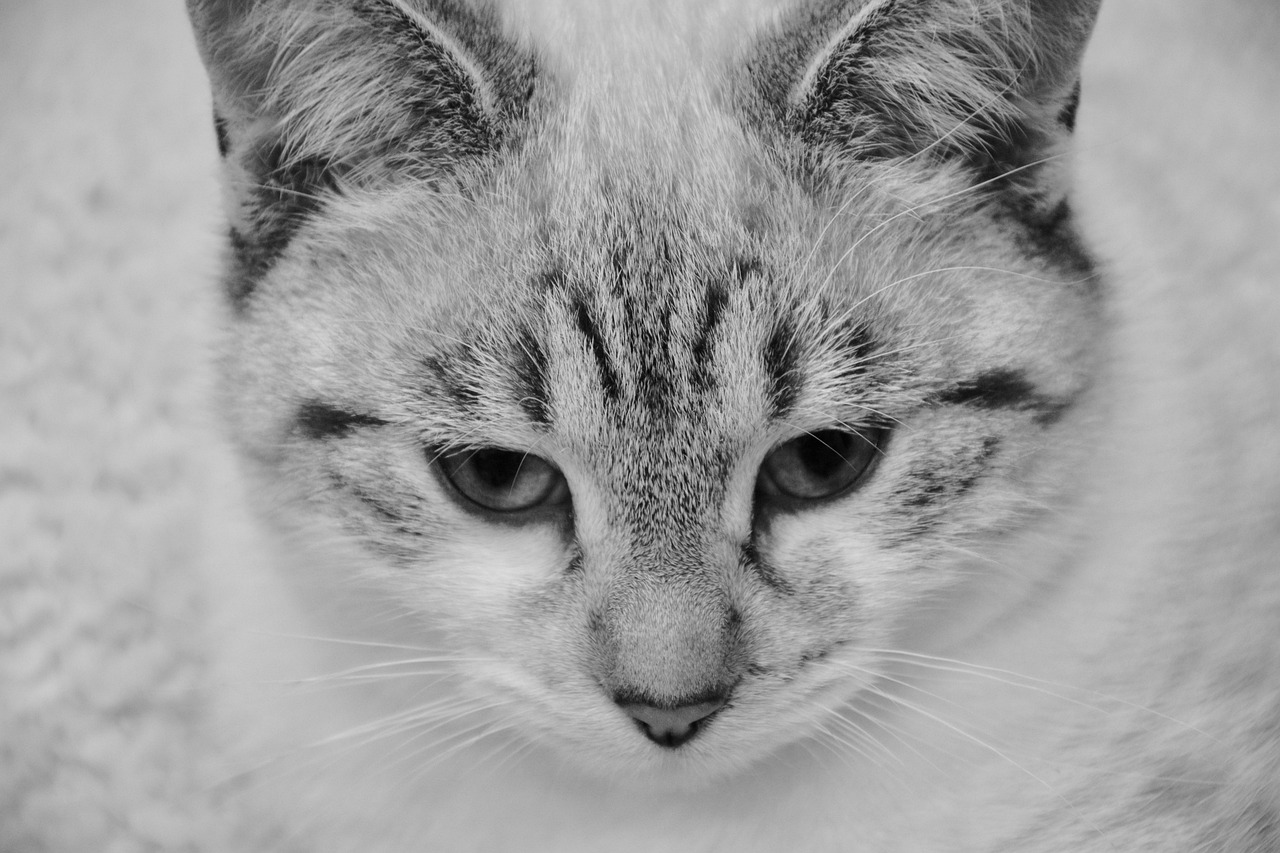 cat young cat photo black white free photo