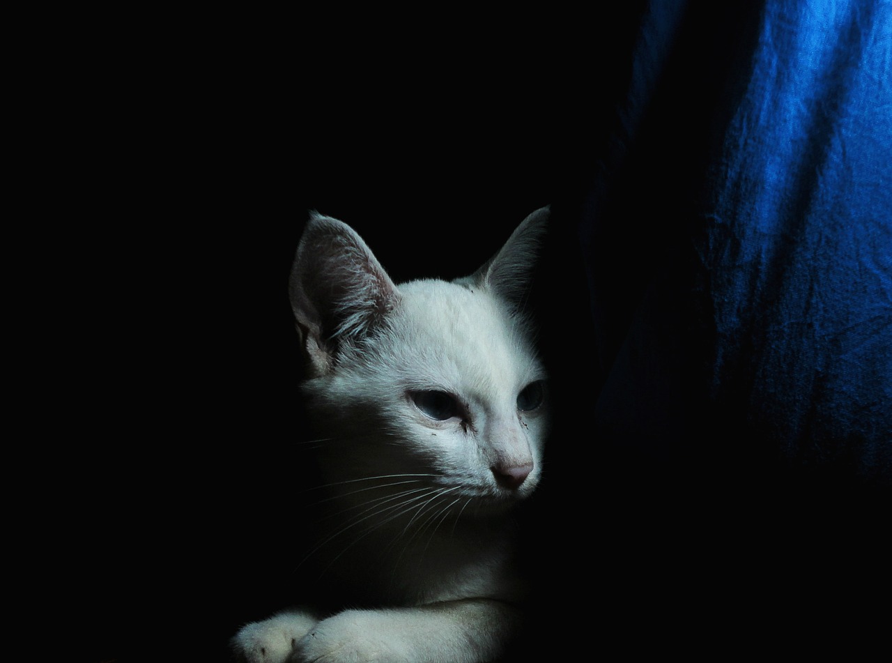 cat white cat animal free photo