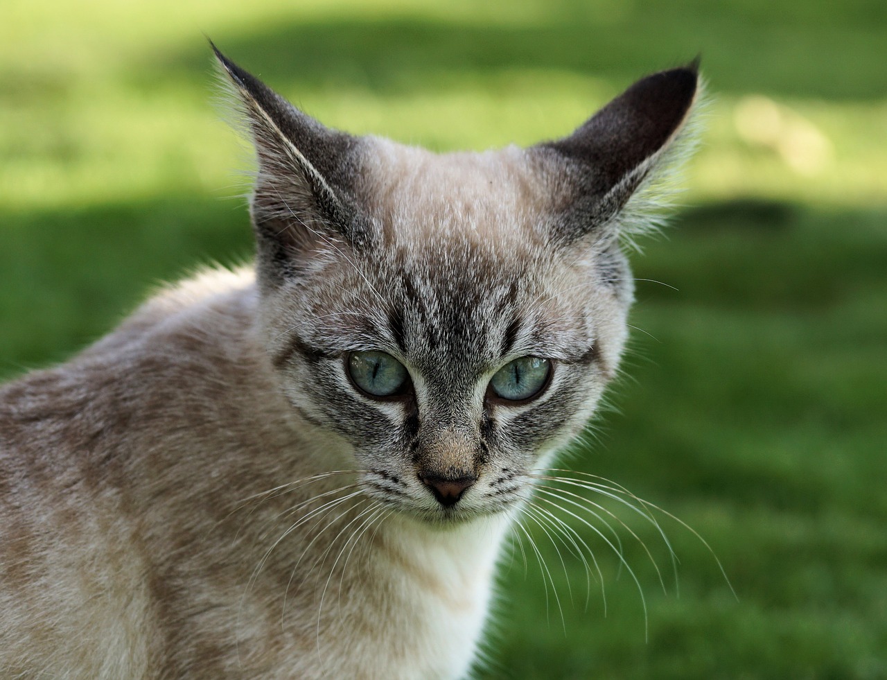 cat eye domestic cat free photo