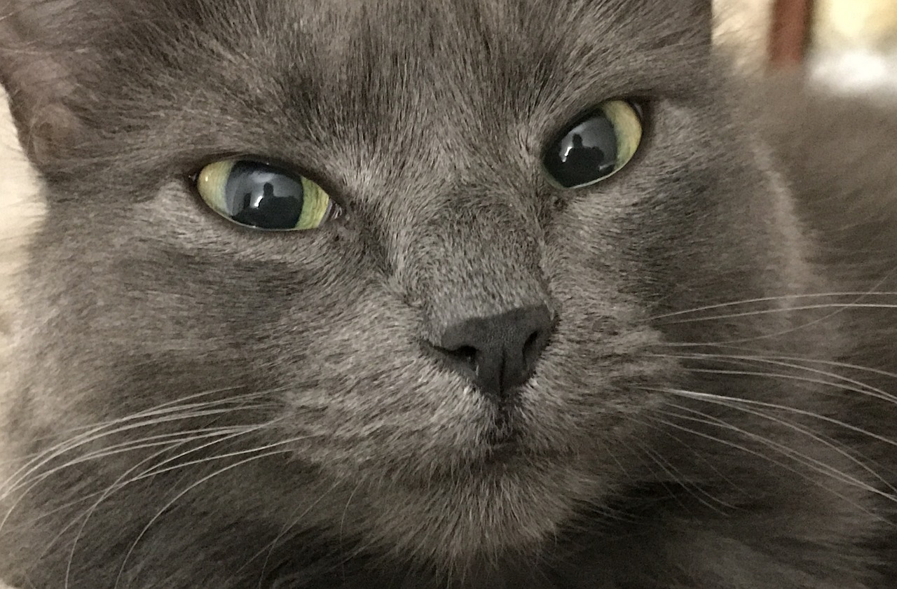 cat grey feline free photo