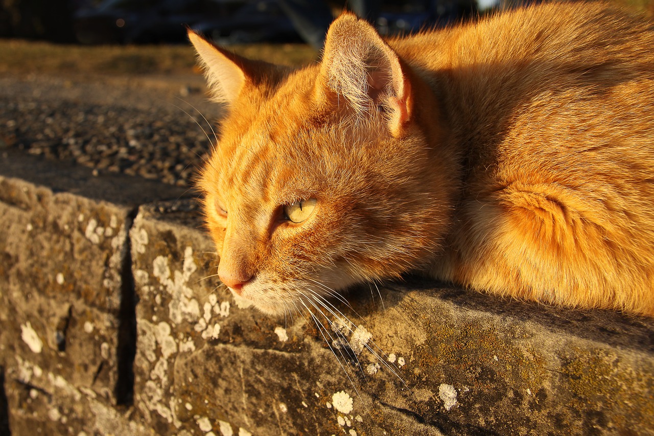 cat pet red cat free photo