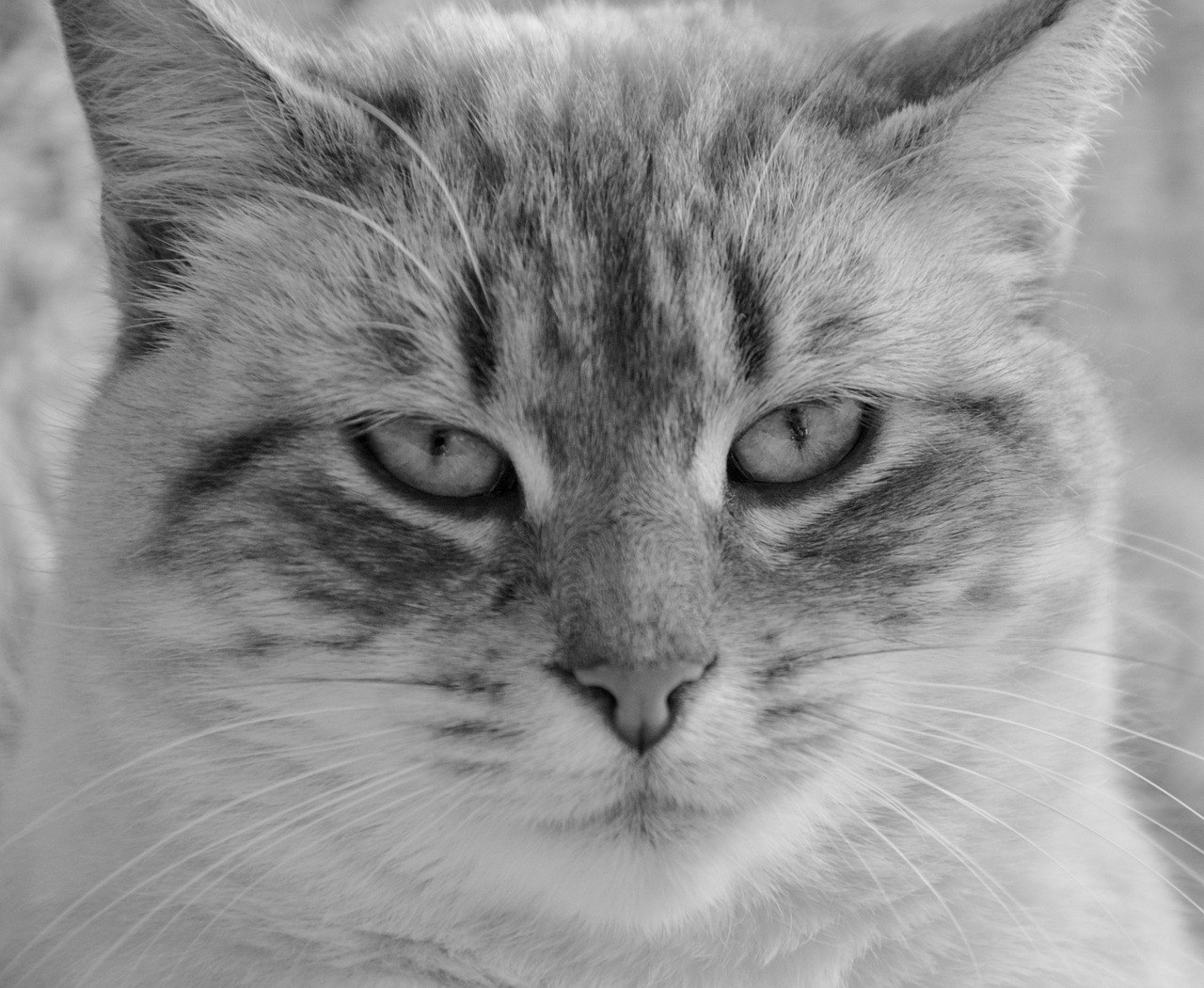 cat head cat photo black white free photo