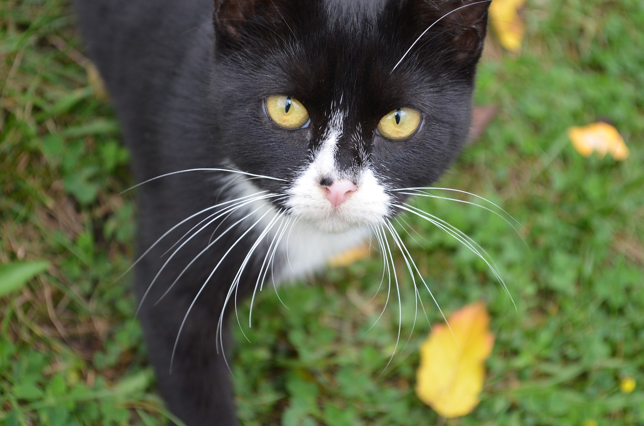 cat feral feline free photo