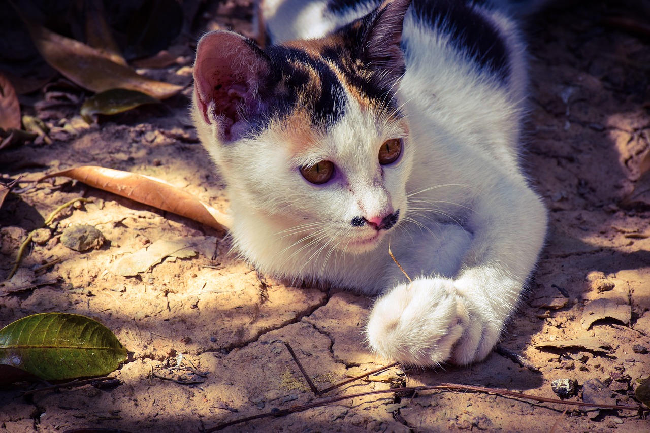 cat kitten cute free photo