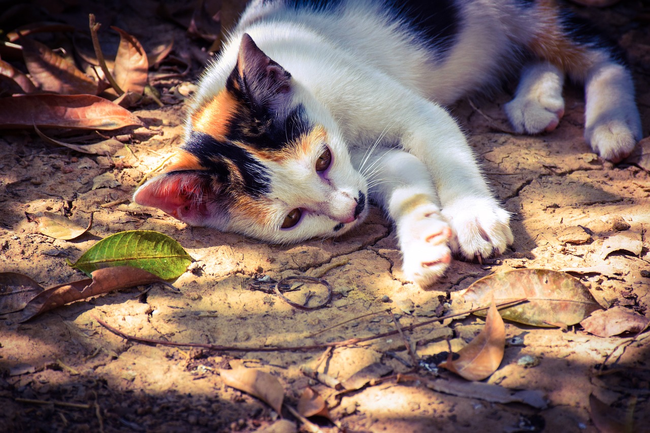 cat kitten cute free photo