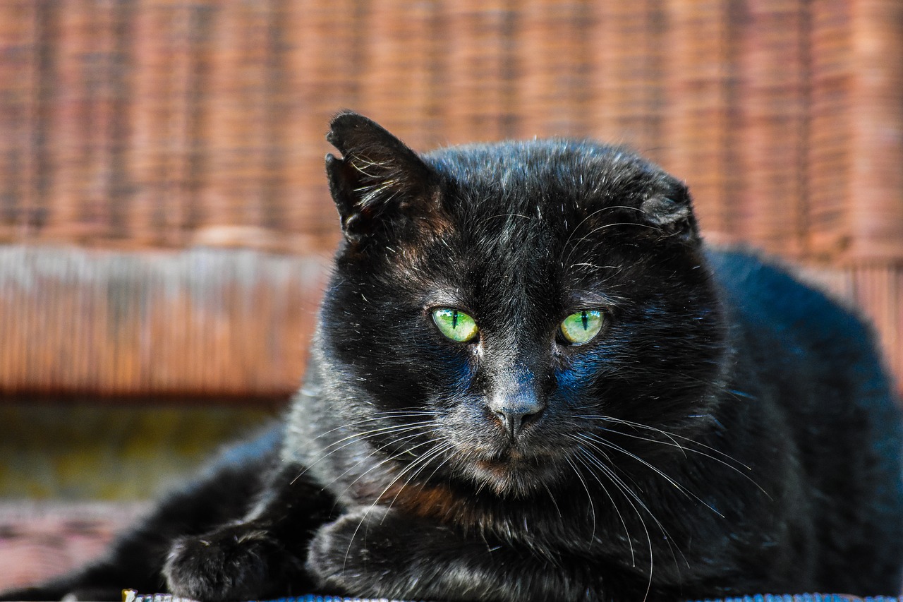 cat black eyes free photo