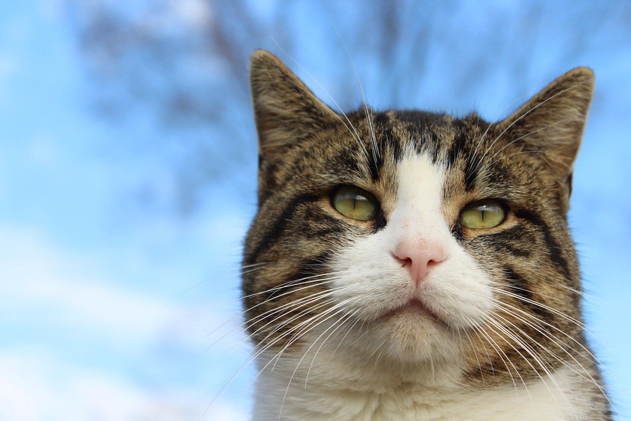 cat thoughtful stare free photo