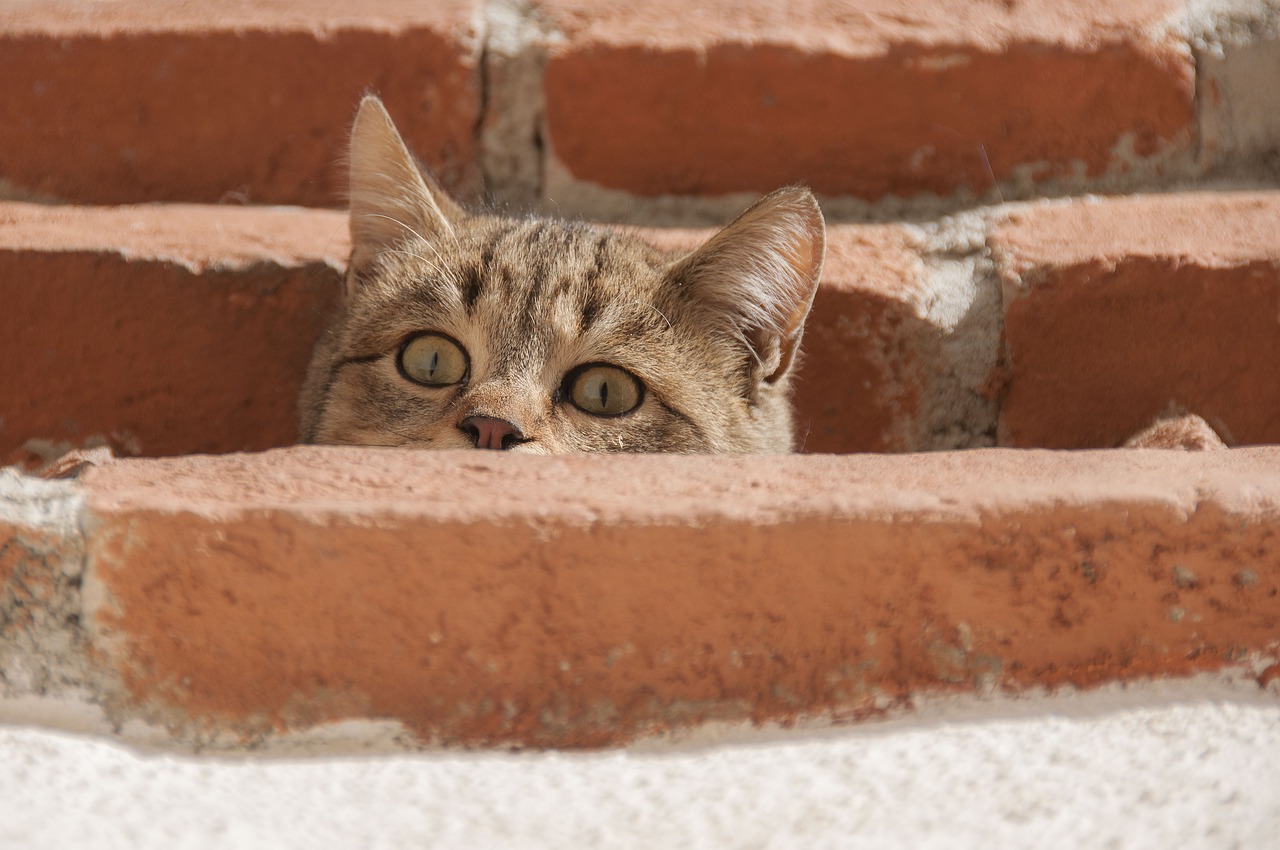 cat curious young cat free photo