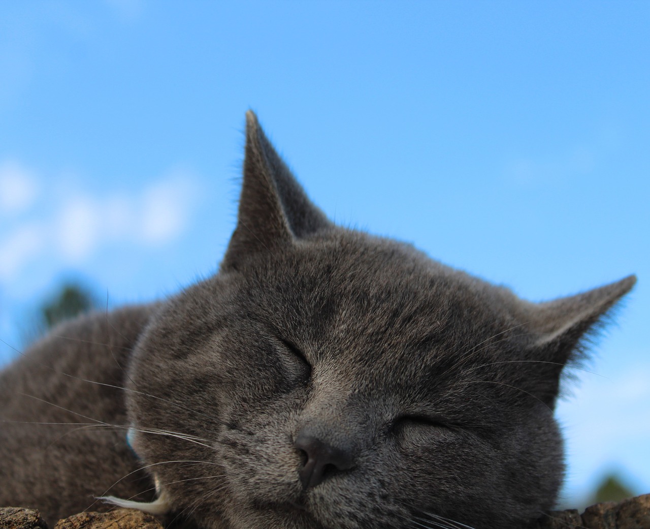 cat sleeping sleepy free photo