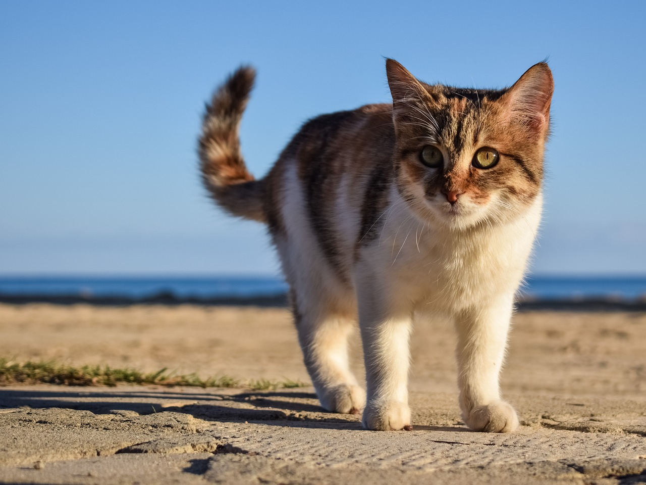 cat stray animal free photo