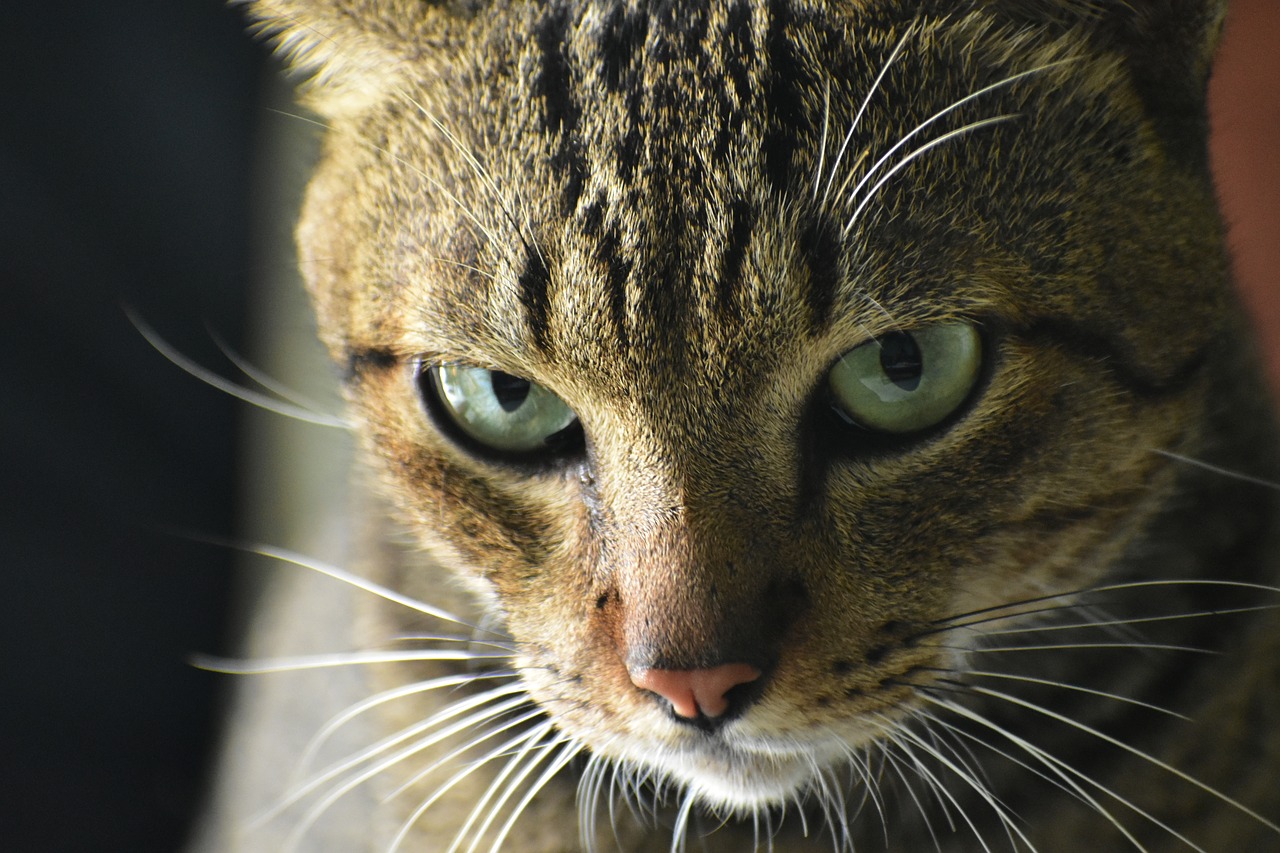 cat eyes whiskers free photo