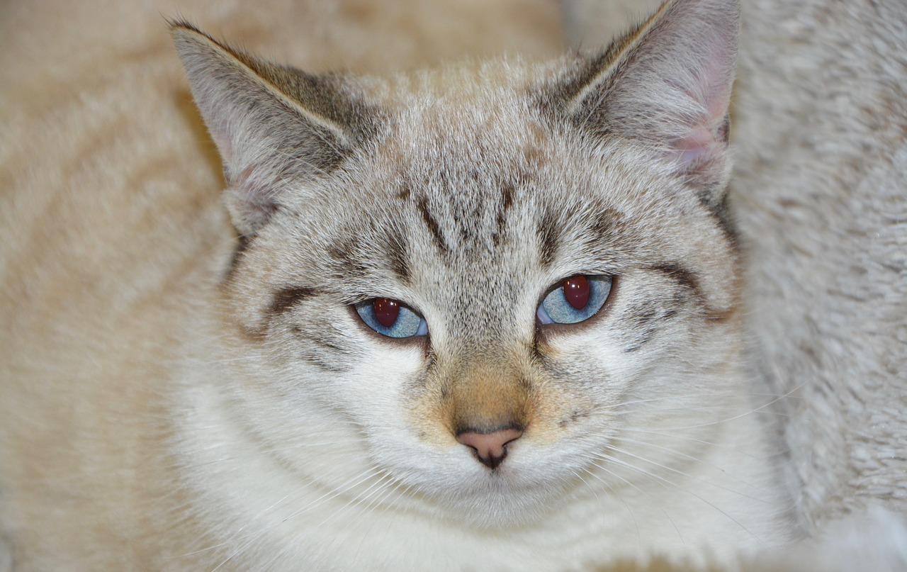 cat young cat blue eyes cat eyes free photo