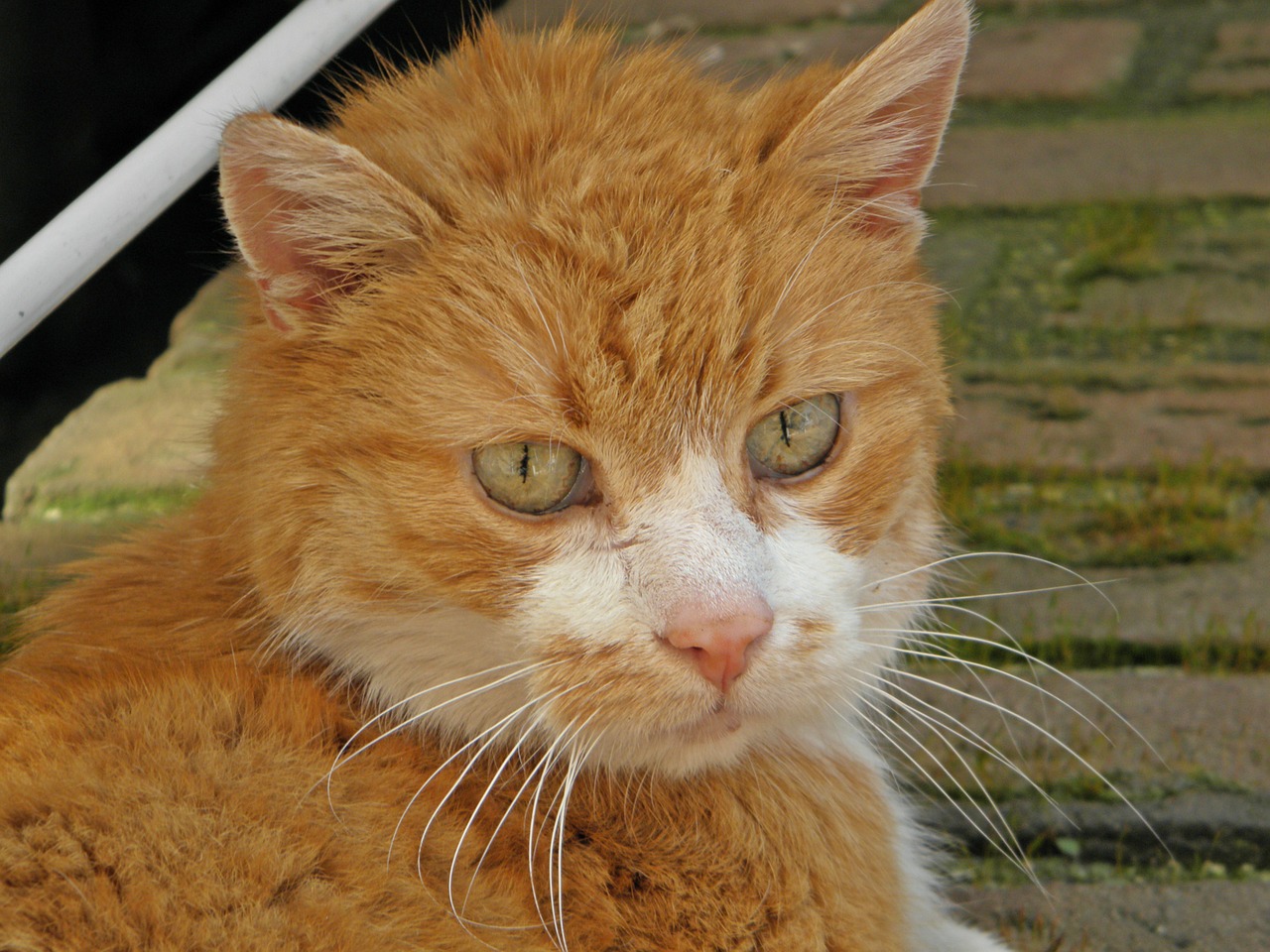 cat red white free photo