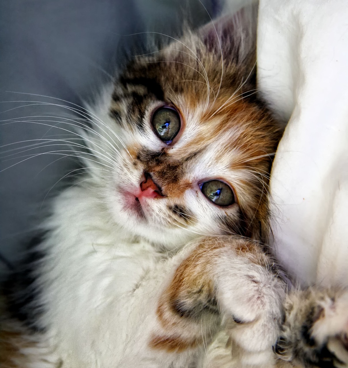 cat kitten animals free photo