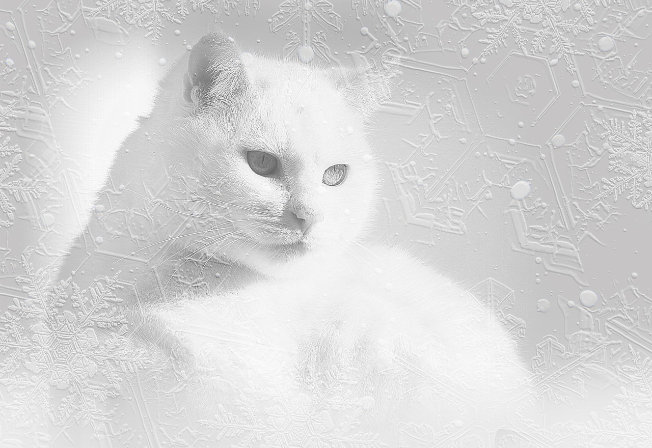 cat white cat snow free photo