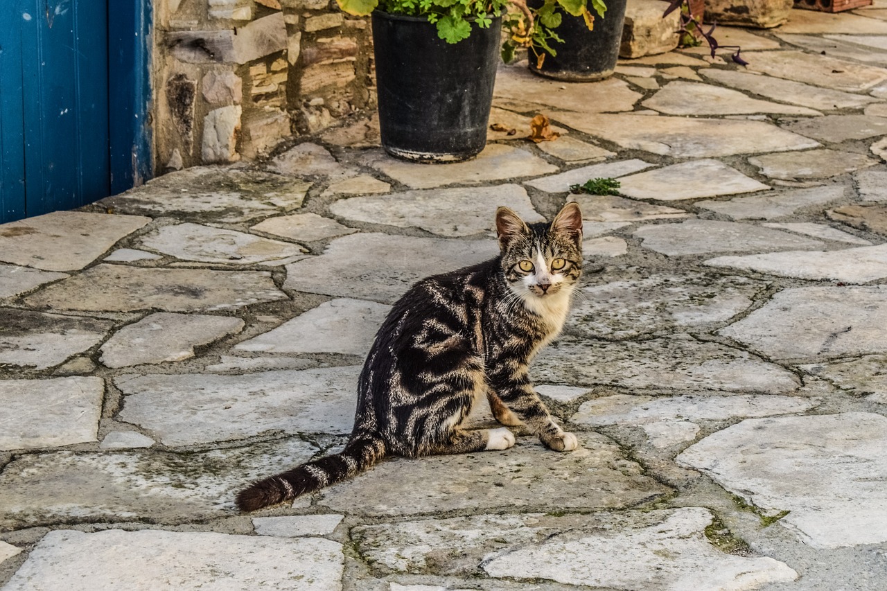 cat animal outdoors free photo