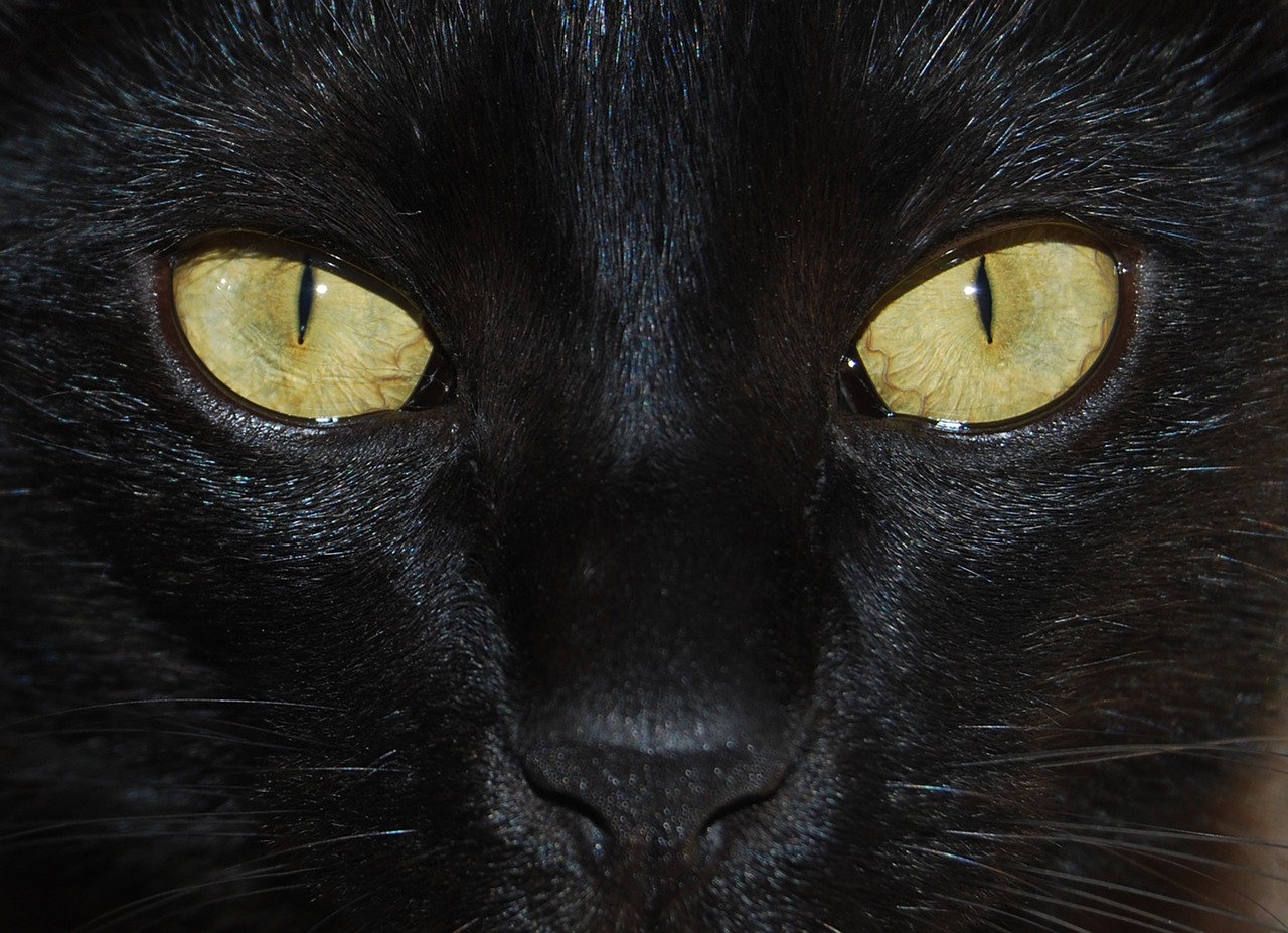 cat portrait eye free photo