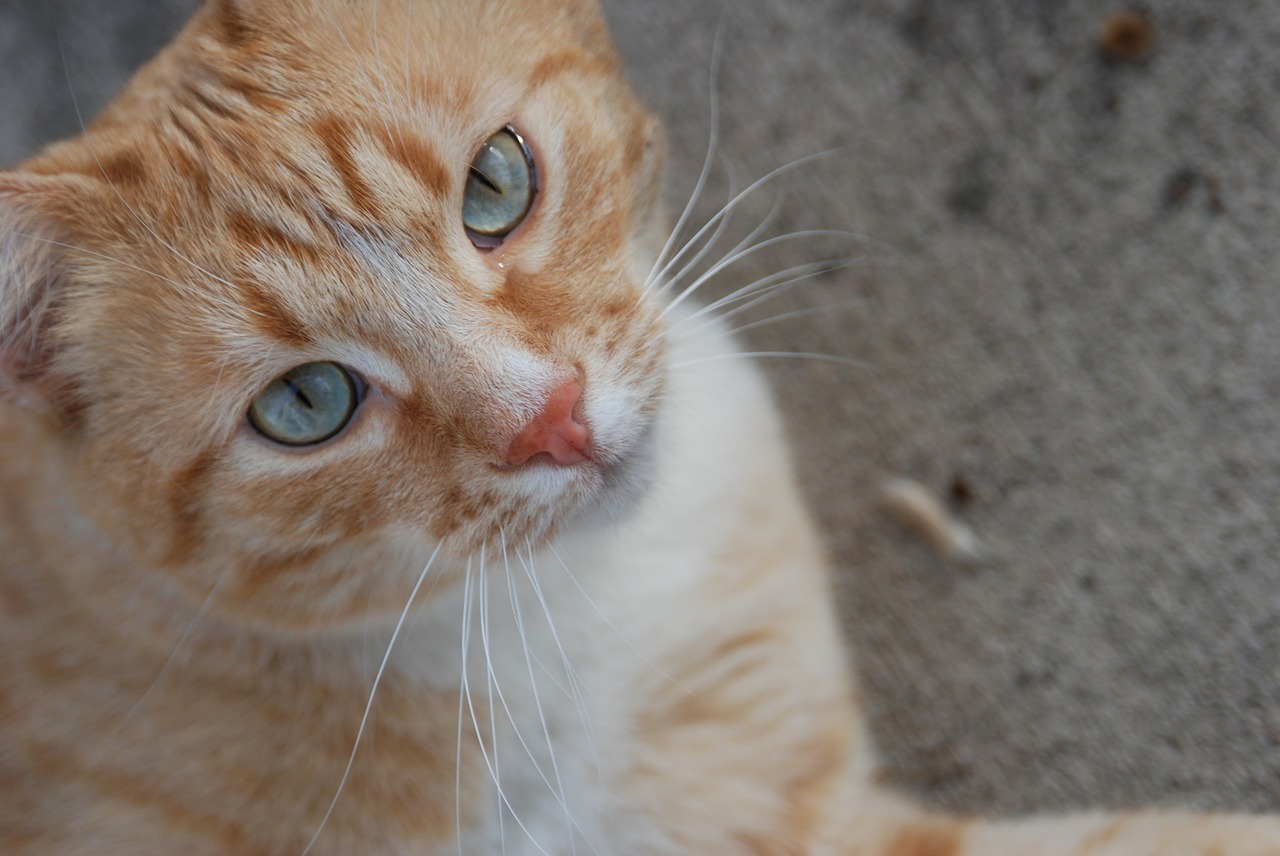cat pet orange tabby free photo
