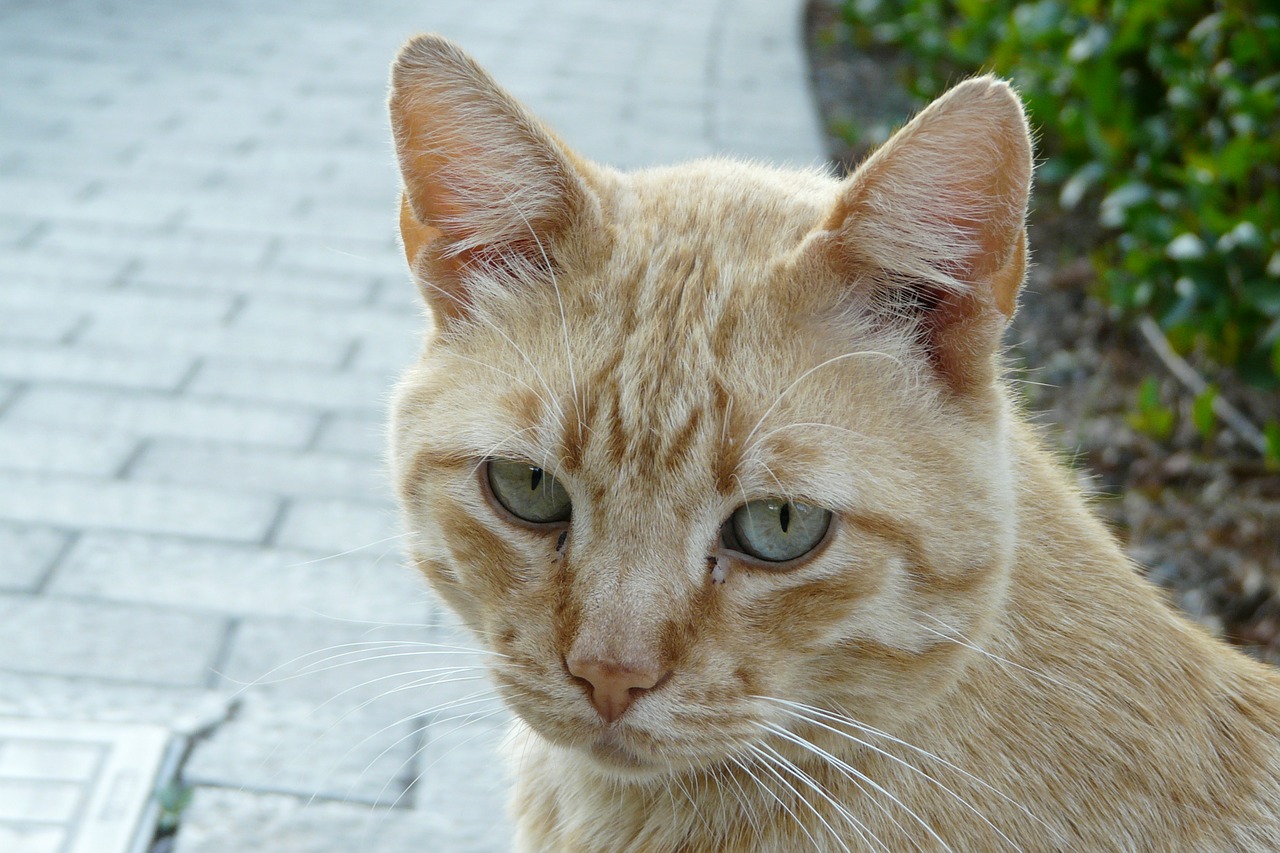 cat tiger cat face free photo