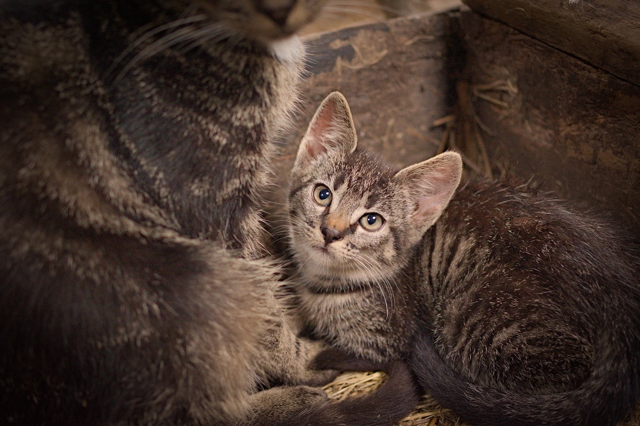 cat mammal cute free photo