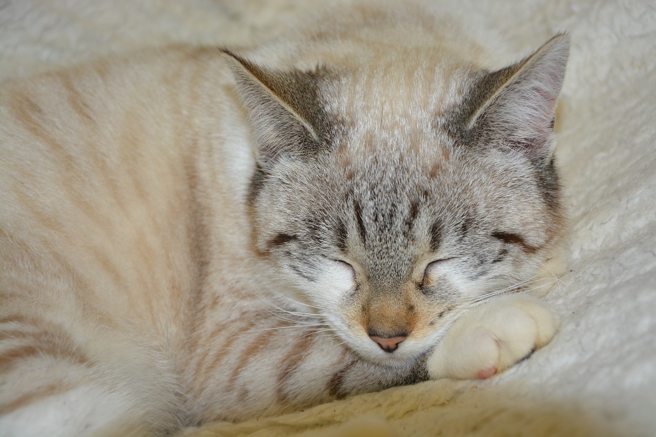 cat cat sleep pussy cloud free photo