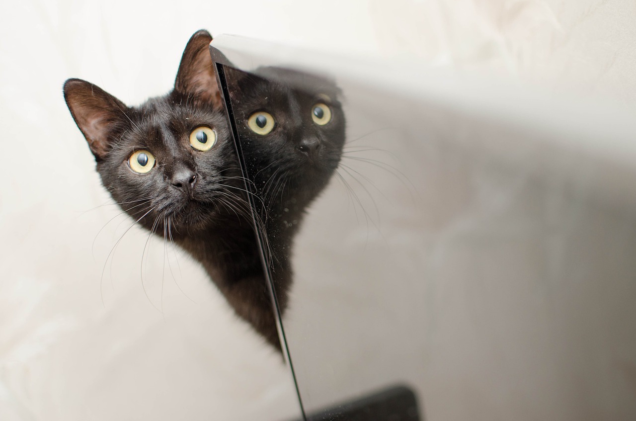 cat black cat domestic cat free photo