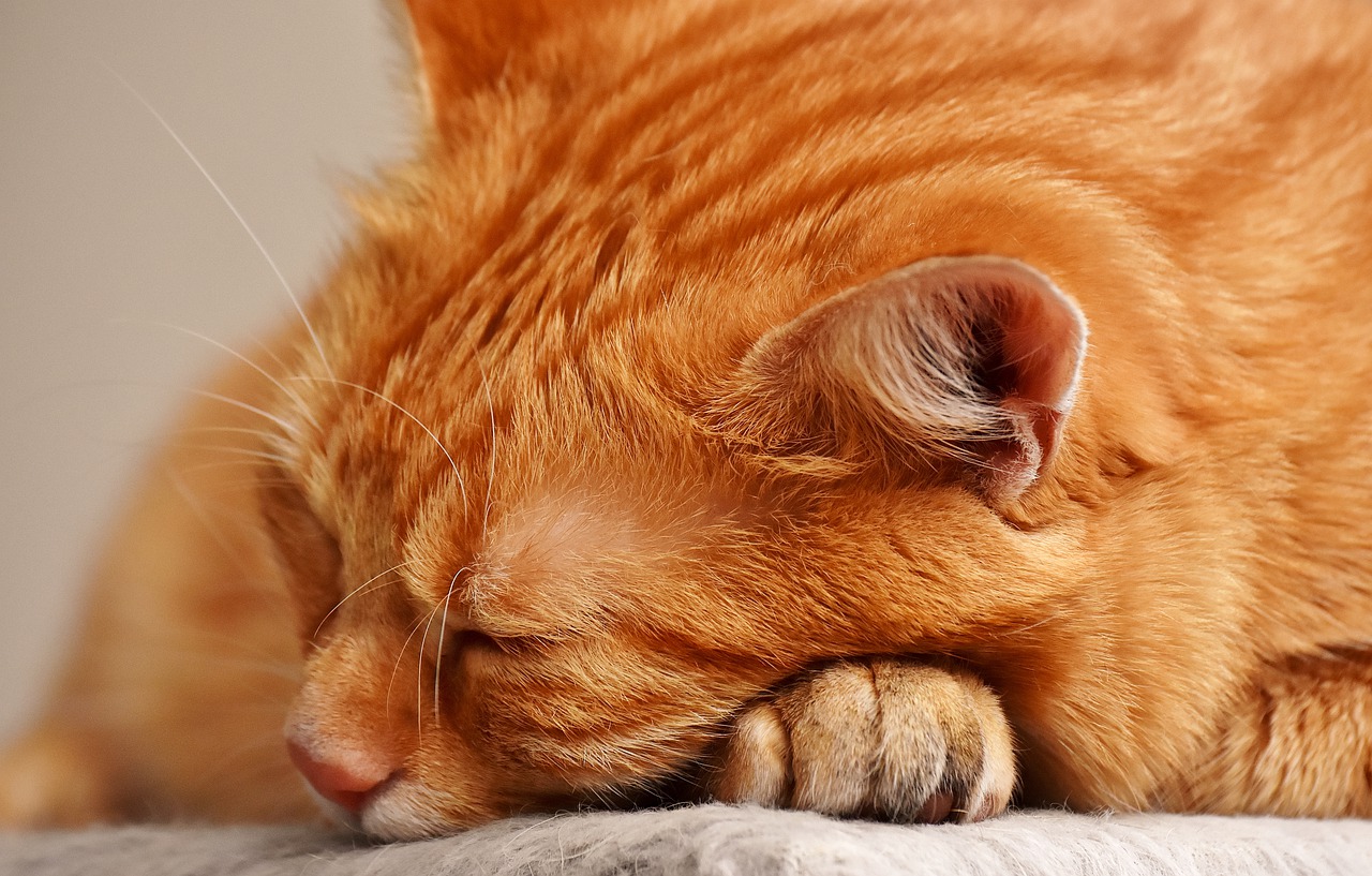 cat red sleep free photo