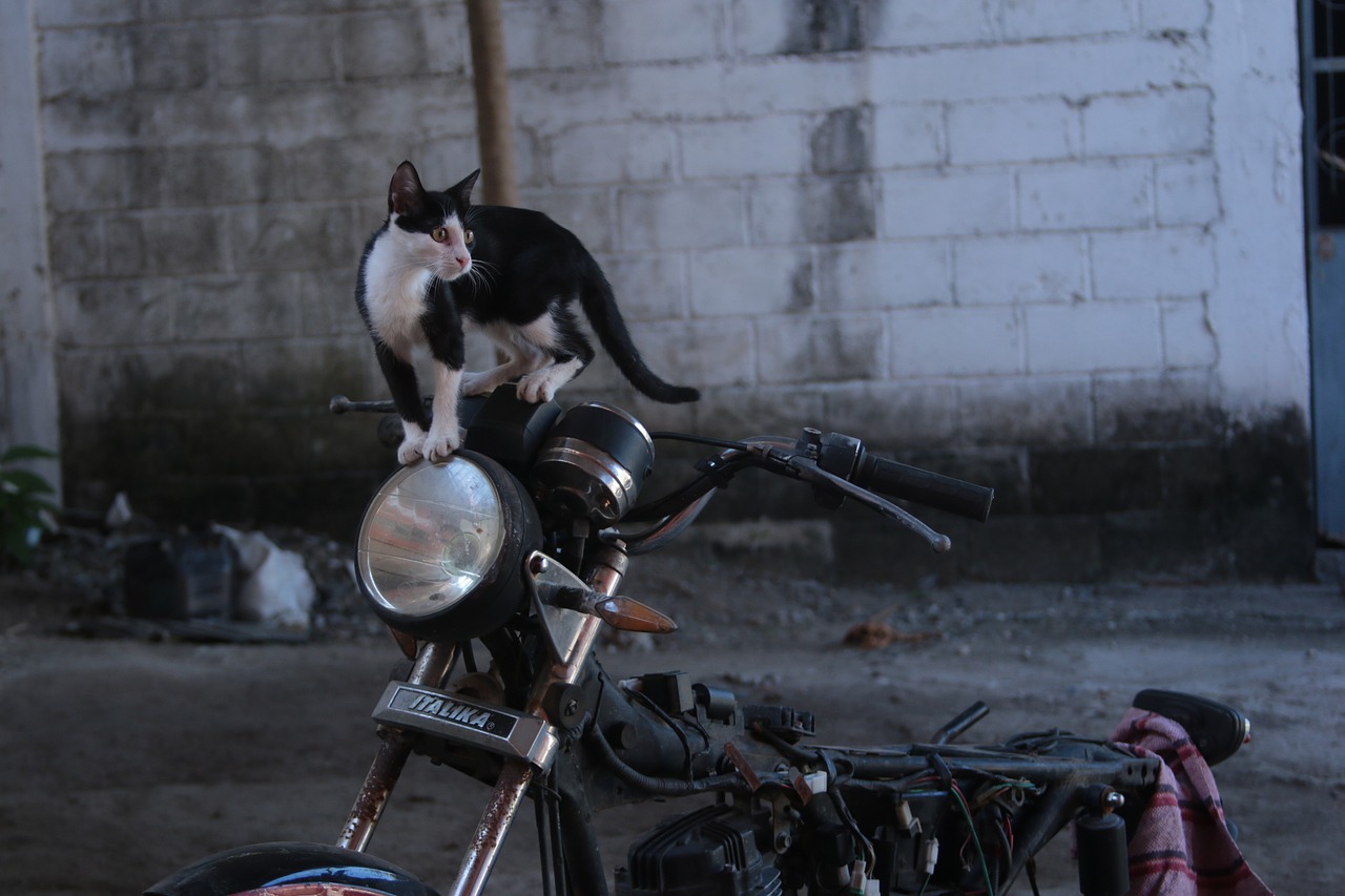 cat moto motorcycle free photo