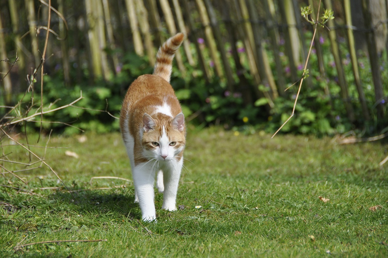 cat hangover cats free photo