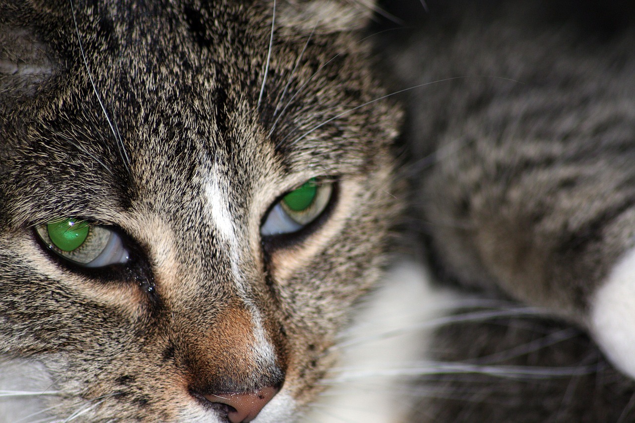 cat cat's eyes pet free photo