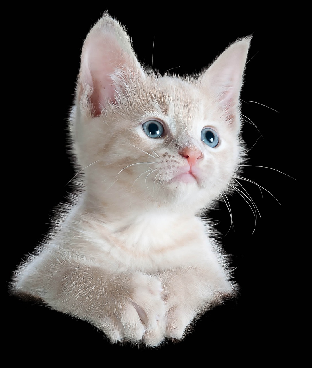 cat isolated cute free photo