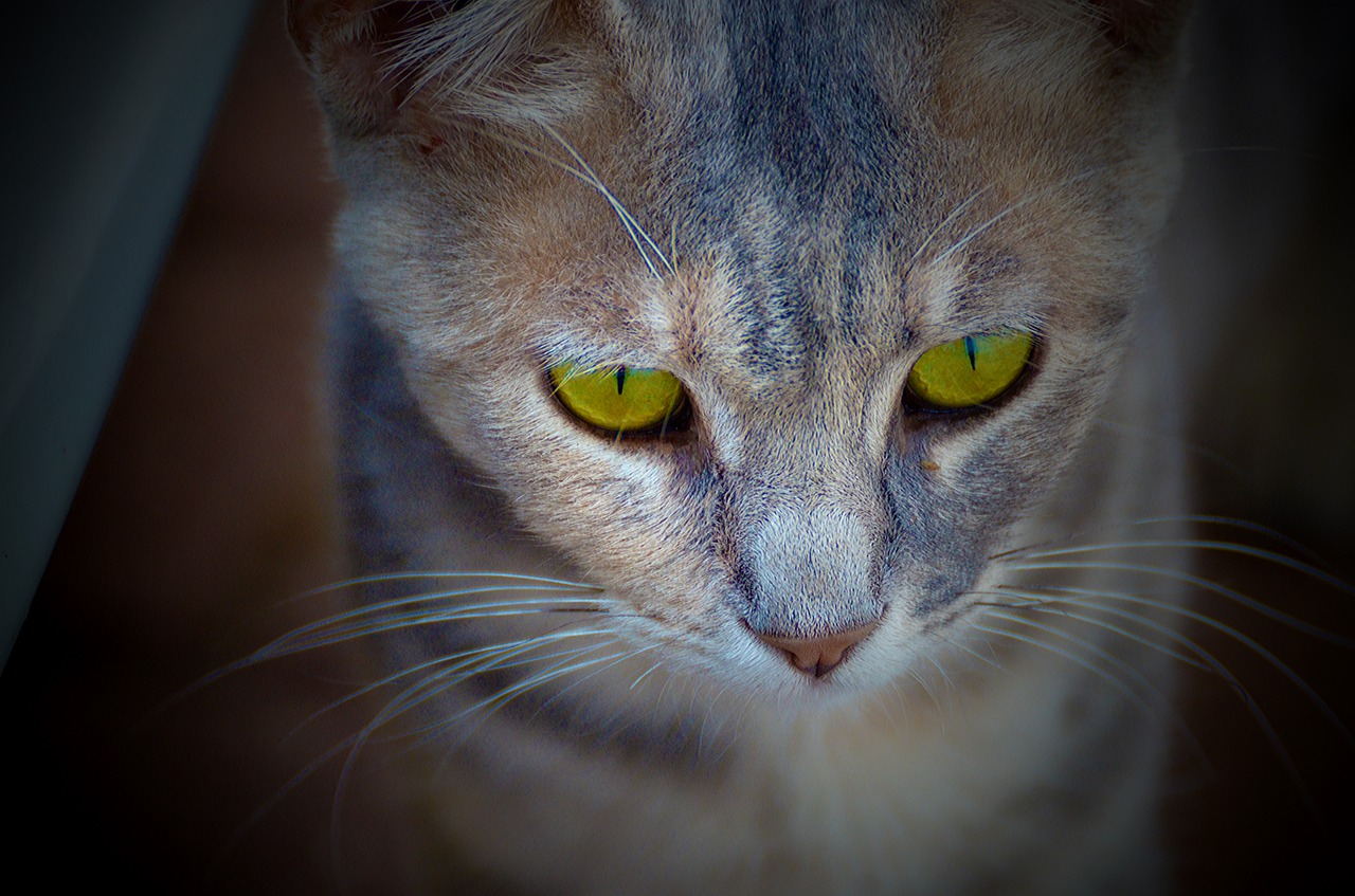 cat portrait mammal free photo