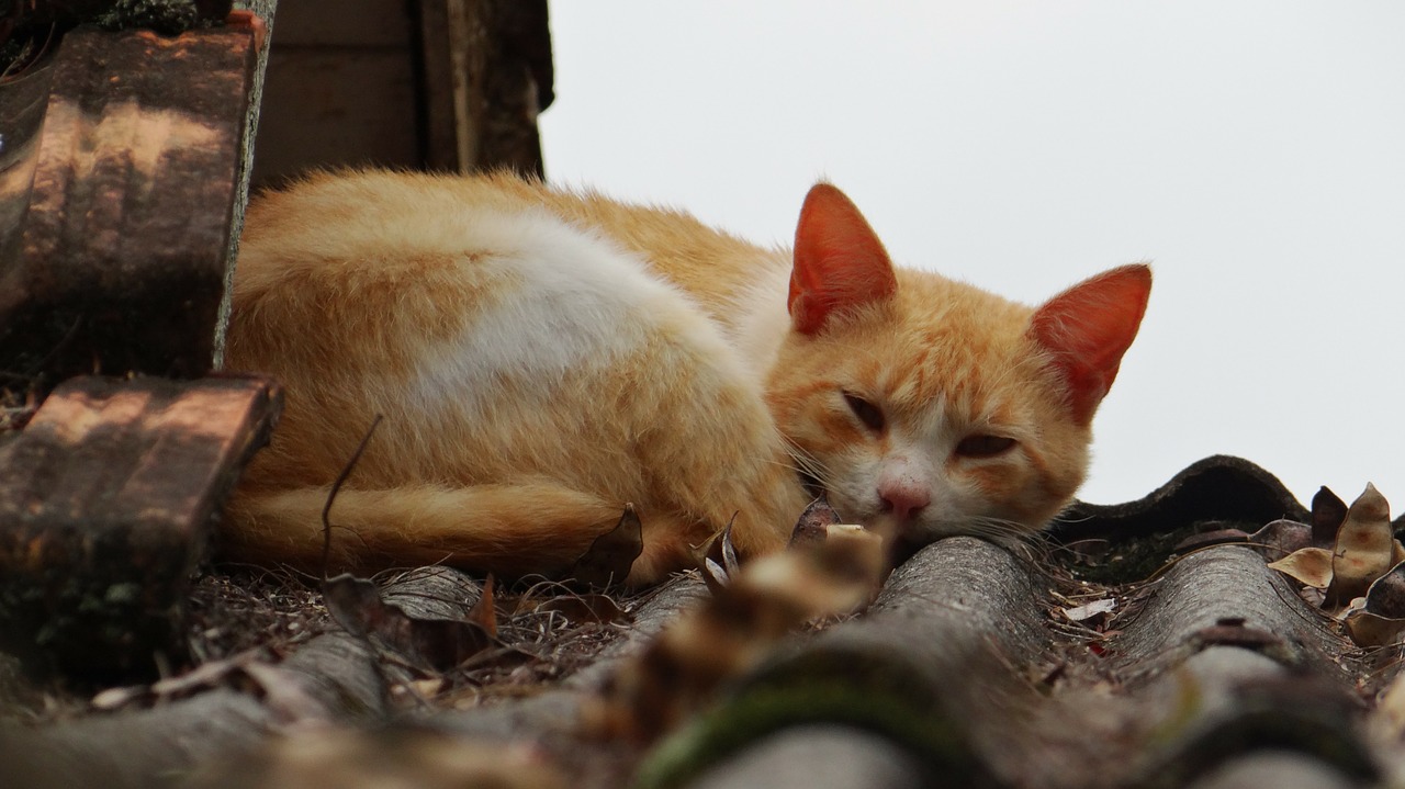 cat sleeping feline free photo