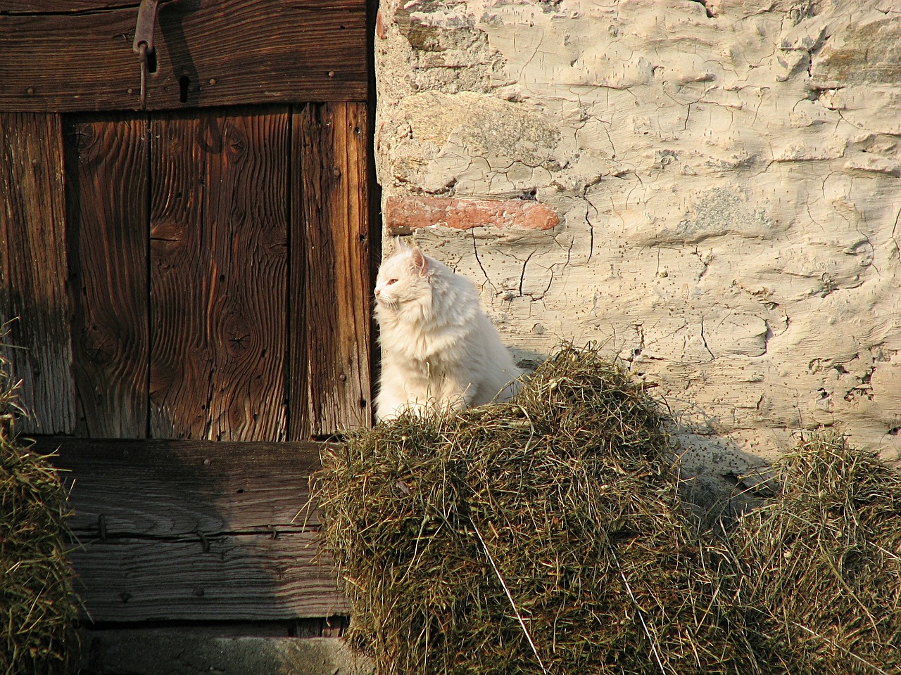 cat kitten farm free photo