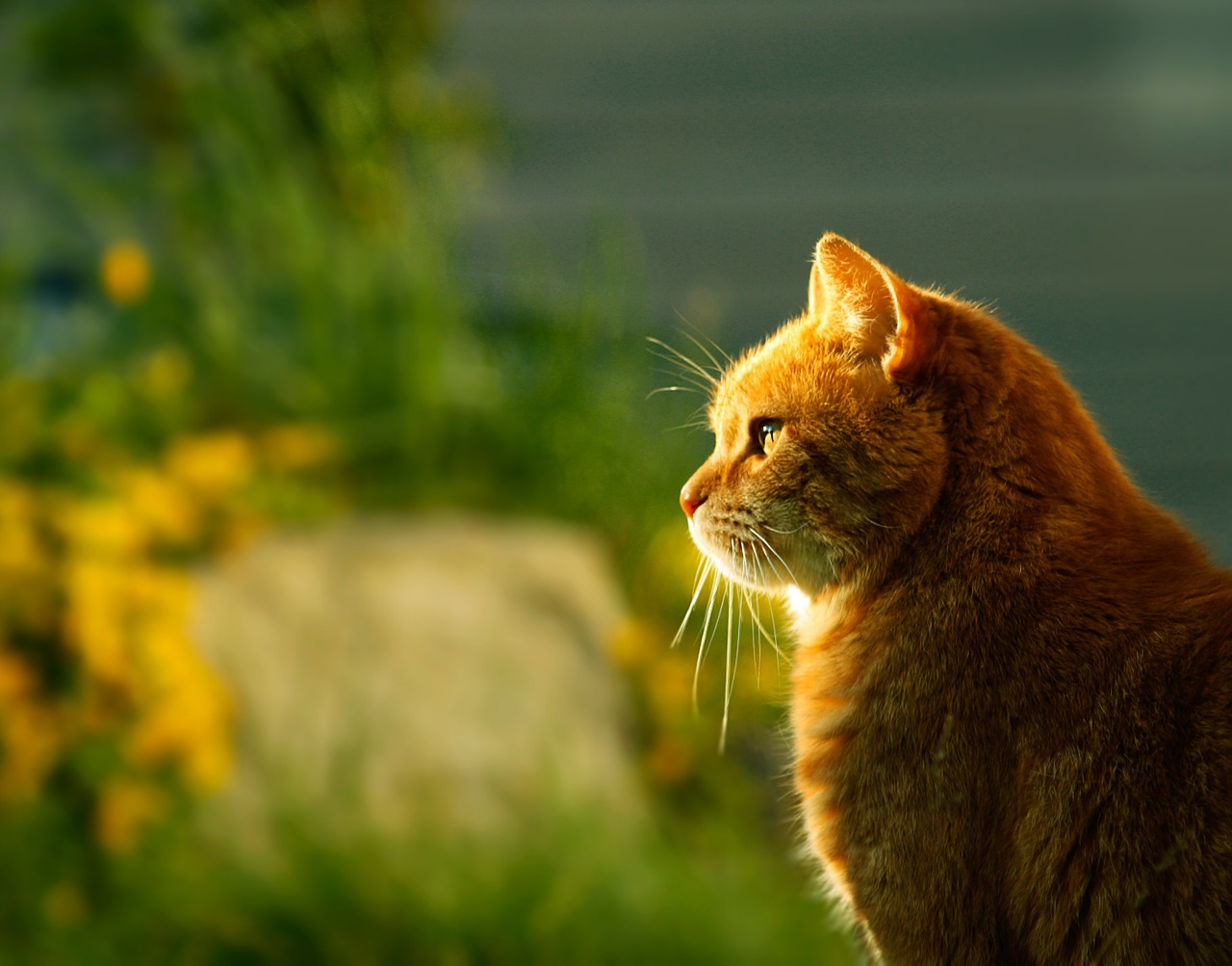 cat sundown profile free photo