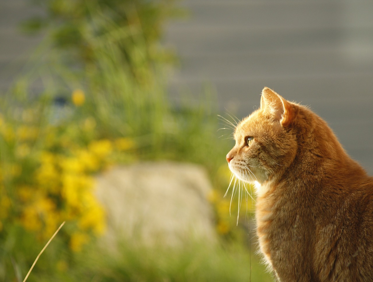 cat sun garden free photo