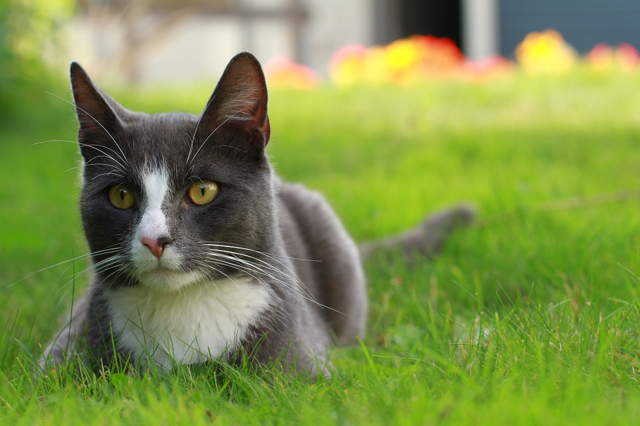 cat feline grey free photo