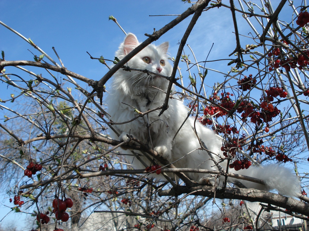 cat tree outdoors free photo